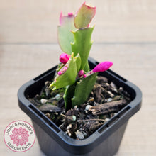 Load image into Gallery viewer, Zygocactus 'Thor Olga'