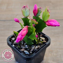 Load image into Gallery viewer, Zygocactus 'Thor Olga'