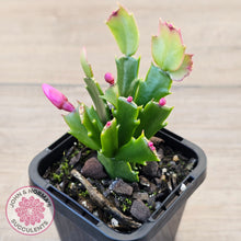 Load image into Gallery viewer, Zygocactus 'Thor Olga'