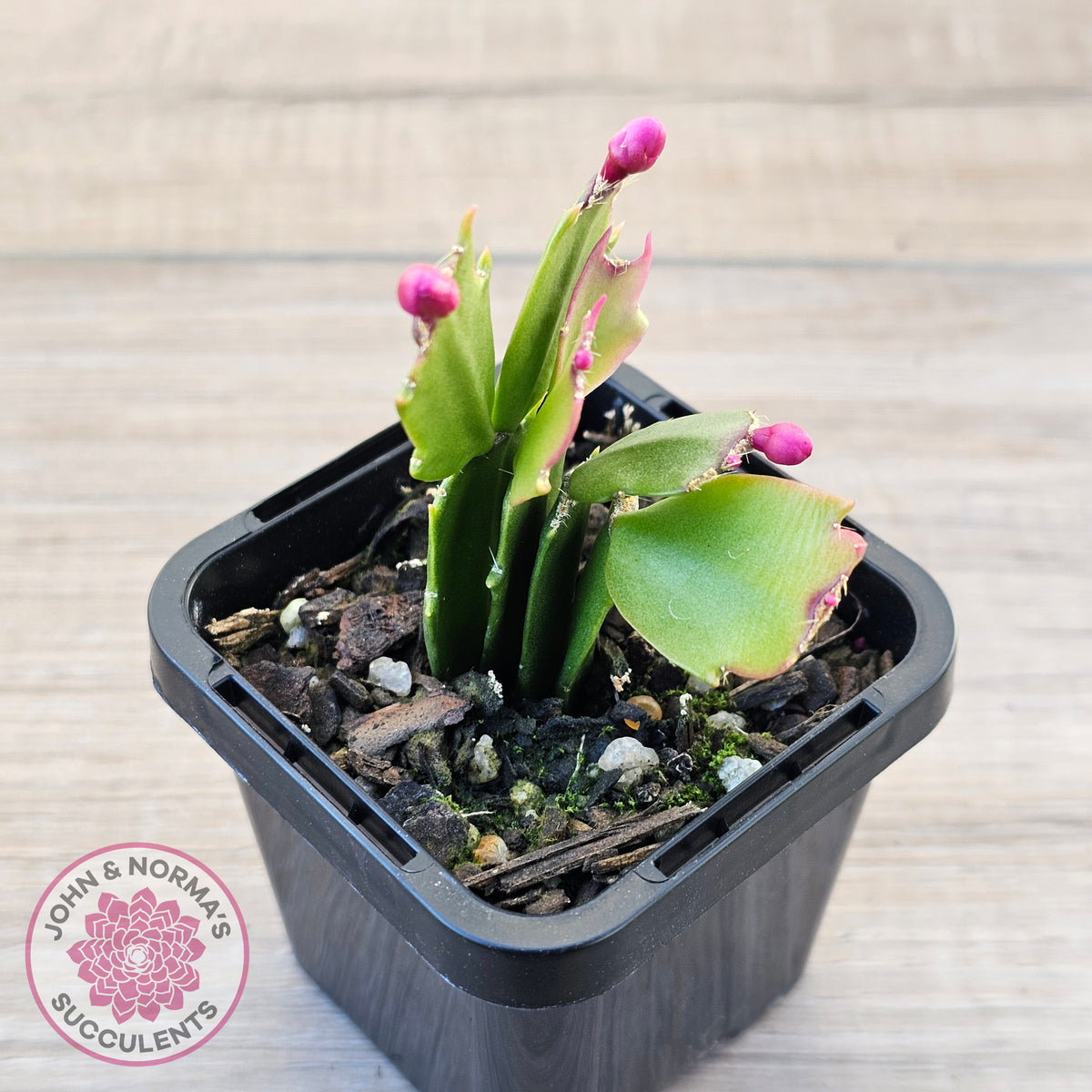 Zygocactus 'Thor Olga'