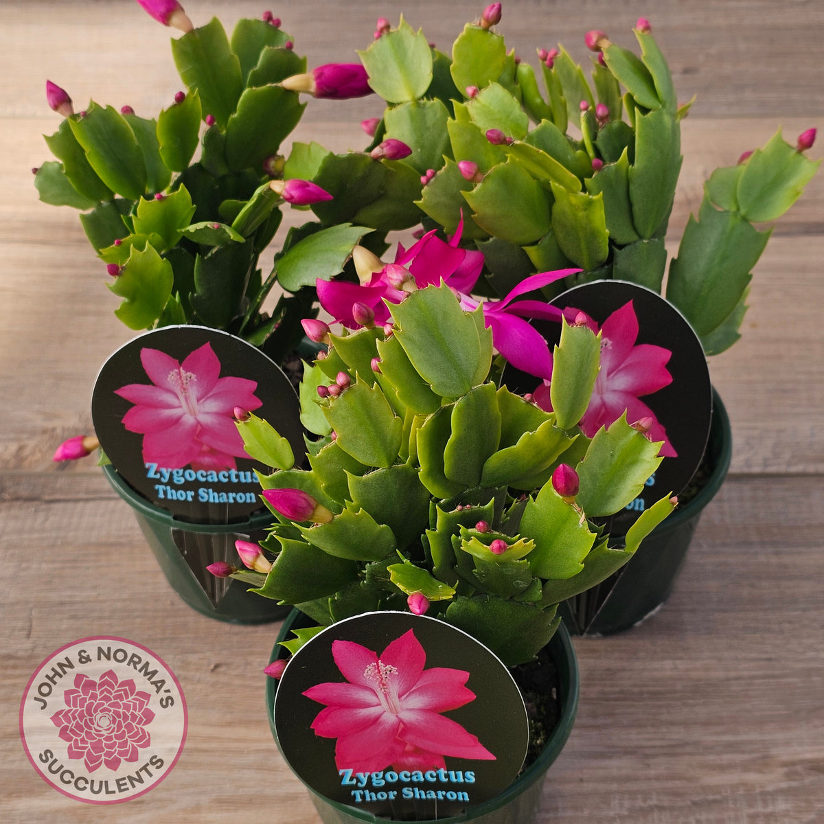 Zygocactus 'Thor Sharon'