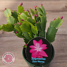 Load image into Gallery viewer, Zygocactus 'Thor Sharon'