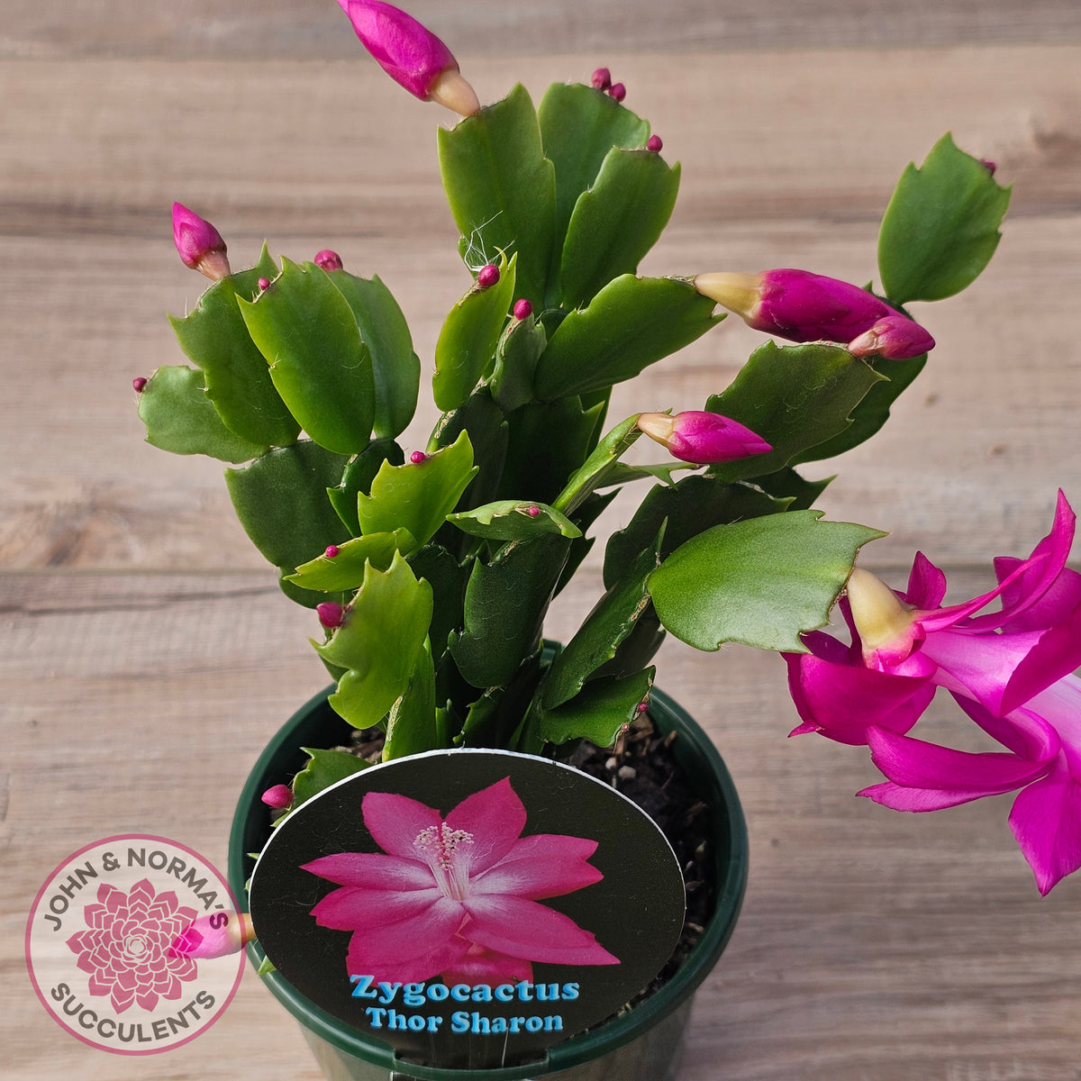 Zygocactus 'Thor Sharon'