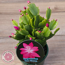 Load image into Gallery viewer, Zygocactus 'Thor Sharon'
