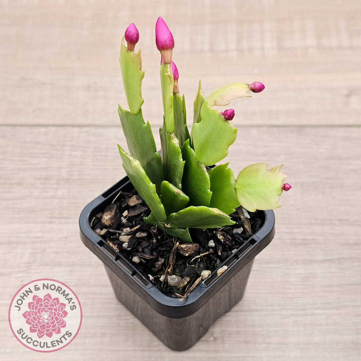 Zygocactus 'Thor Sharon'