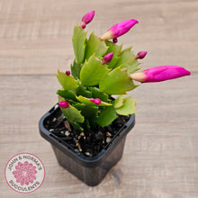 Load image into Gallery viewer, Zygocactus 'Thor Sharon'