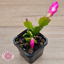 Load image into Gallery viewer, Zygocactus 'Thor Sharon'