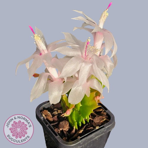 Zygocactus 'Youp'