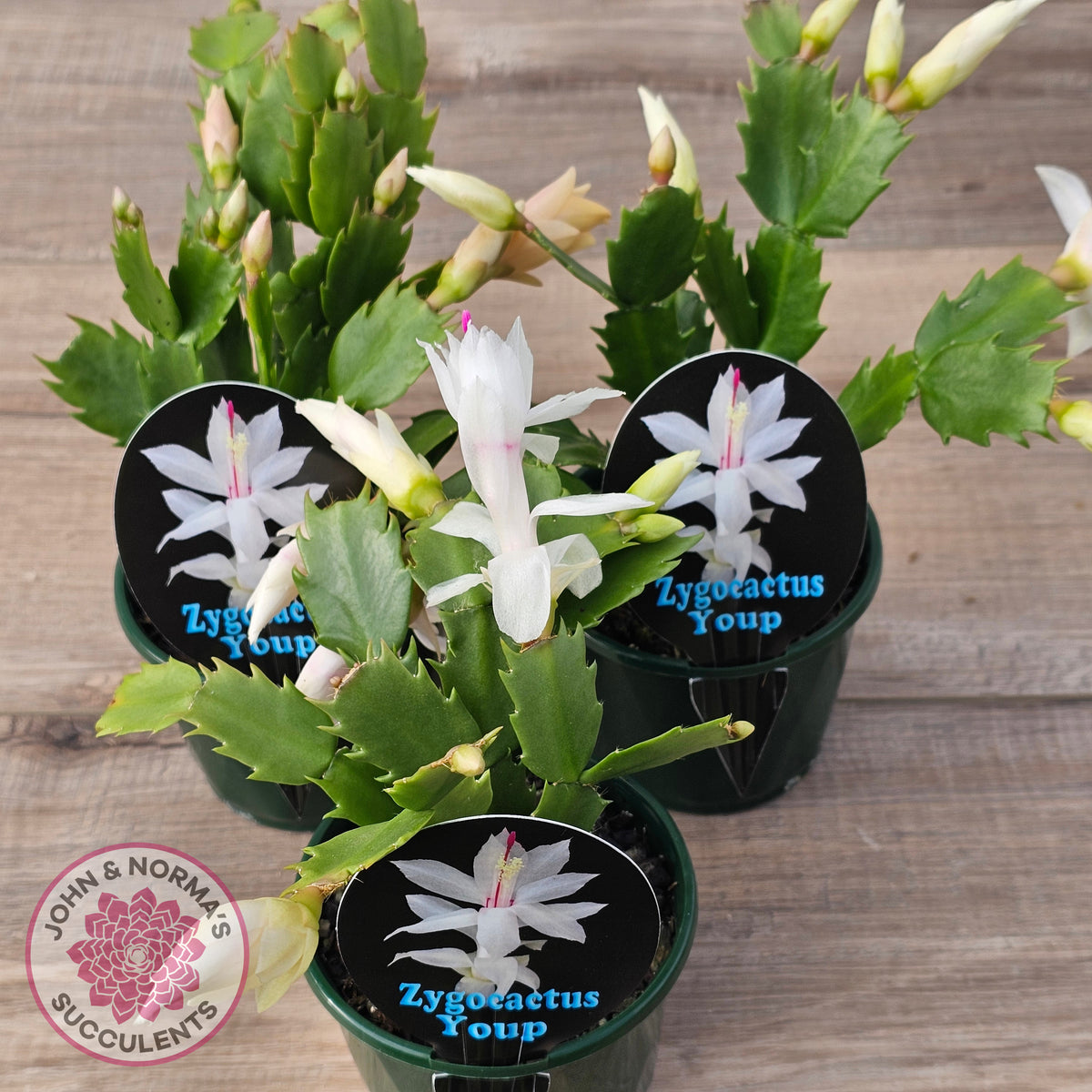 Zygocactus 'Youp'