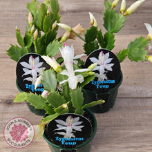 Load image into Gallery viewer, Zygocactus 'Youp'