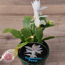 Load image into Gallery viewer, Zygocactus 'Youp'