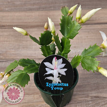 Load image into Gallery viewer, Zygocactus 'Youp'
