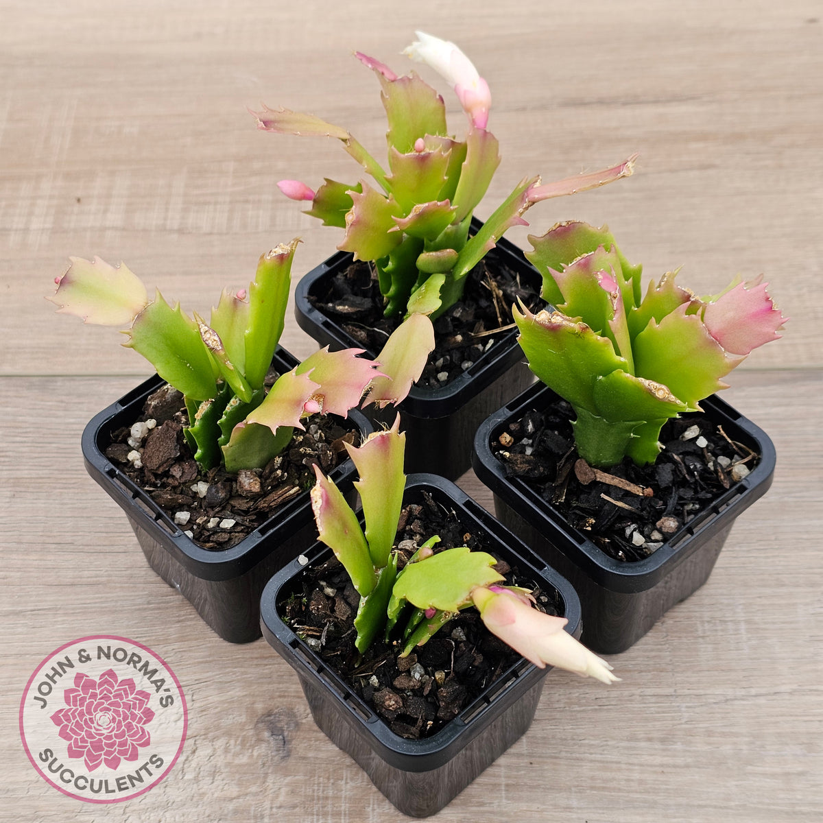 Zygocactus 'Youp'