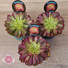 Load image into Gallery viewer, Aeonium 'Mardi Gras' - 125mm Large w pups