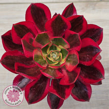 Load image into Gallery viewer, Aeonium 'Phantom' Variegata