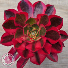 Load image into Gallery viewer, Aeonium 'Phantom' Variegata