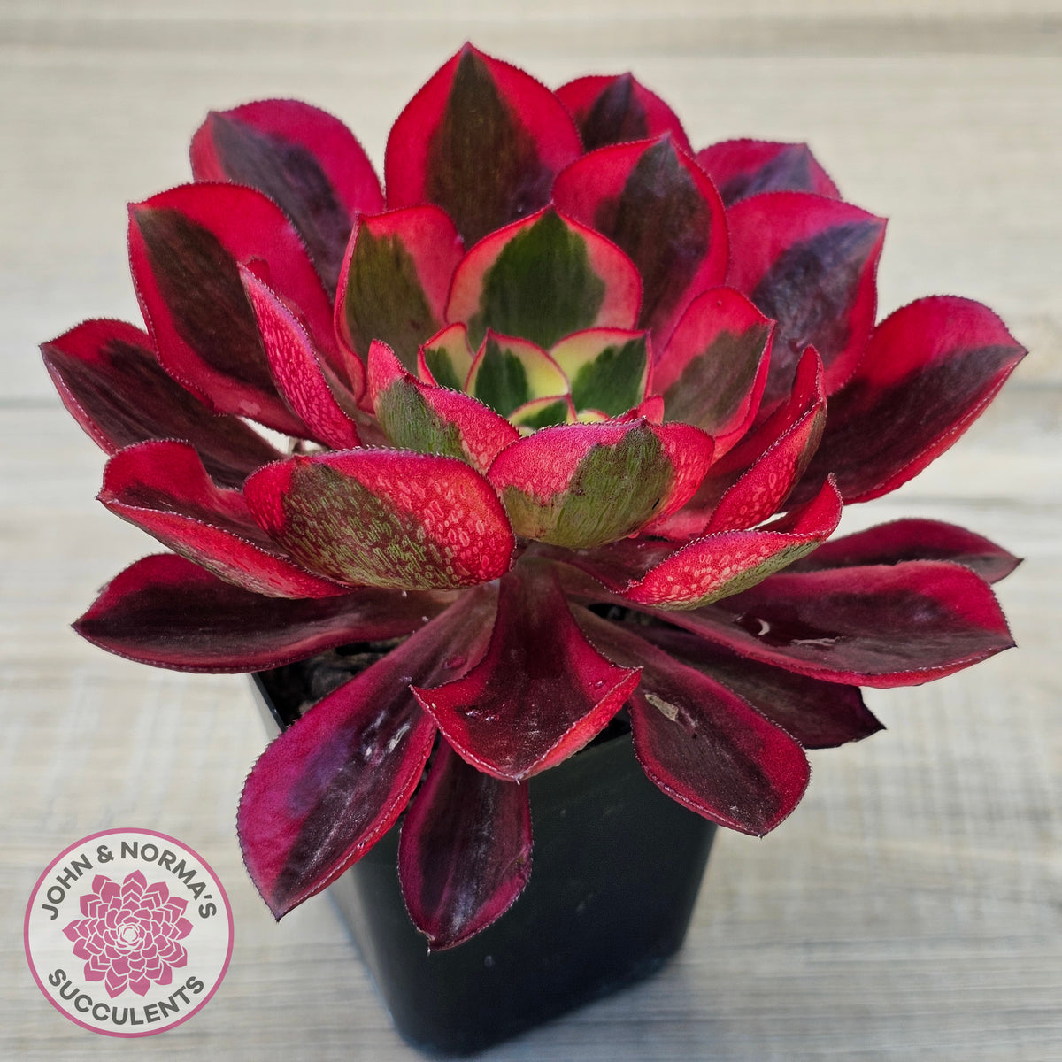 Aeonium 'Phantom' Variegata