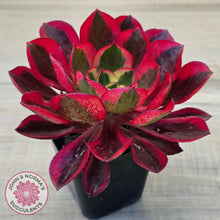 Load image into Gallery viewer, Aeonium 'Phantom' Variegata