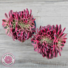 Load image into Gallery viewer, Aeonium 'Pink Witch' Crest