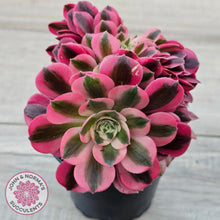 Load image into Gallery viewer, Aeonium 'Pink Witch' Crest