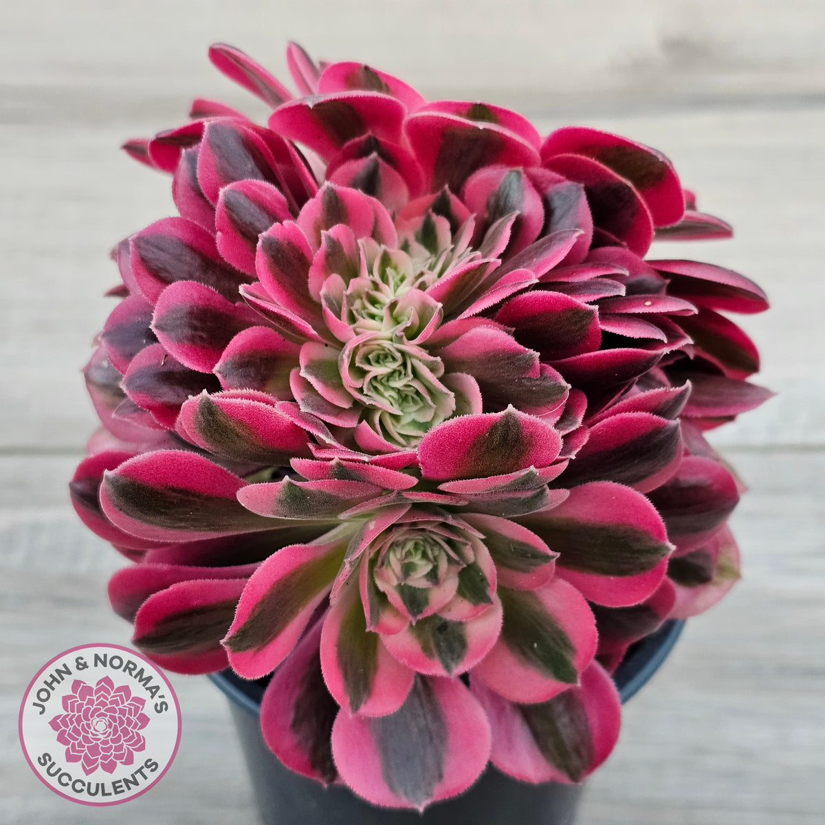 Aeonium 'Pink Witch' Crest
