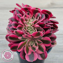 Load image into Gallery viewer, Aeonium 'Pink Witch' Crest