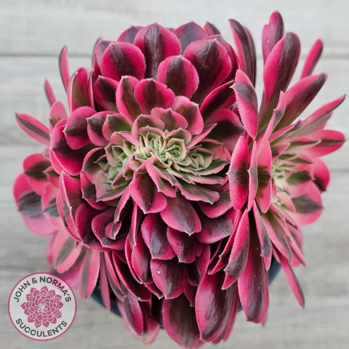 Aeonium 'Pink Witch' Crest