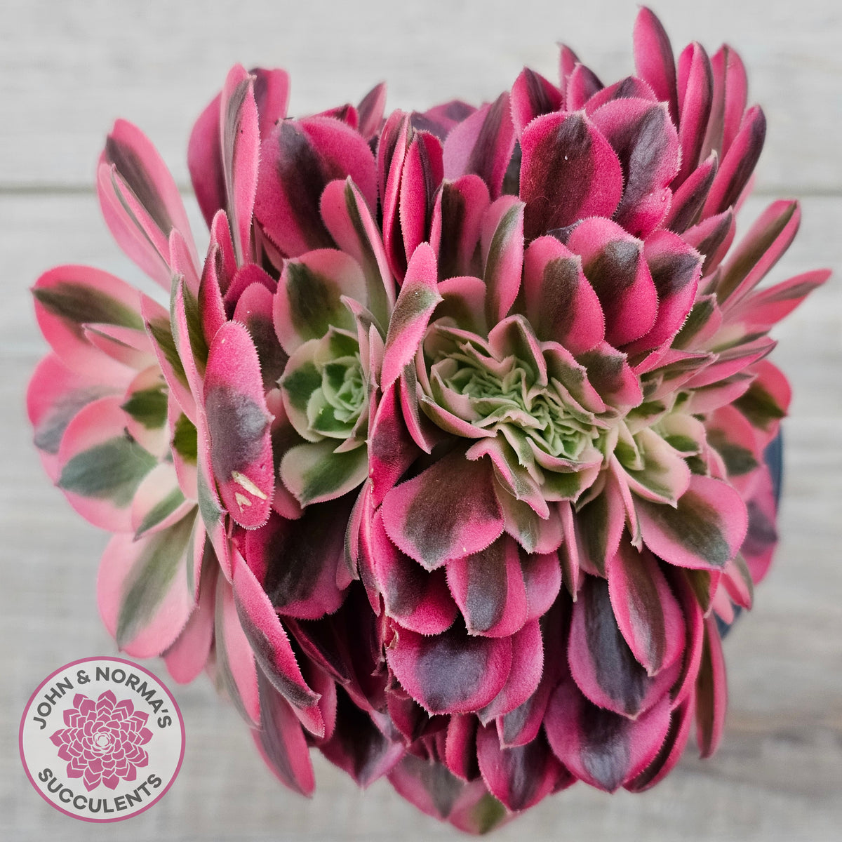 Aeonium 'Pink Witch' Crest