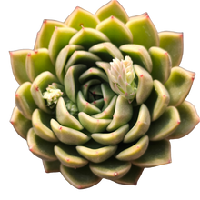 Load image into Gallery viewer, Echeveria Agavoides Mira