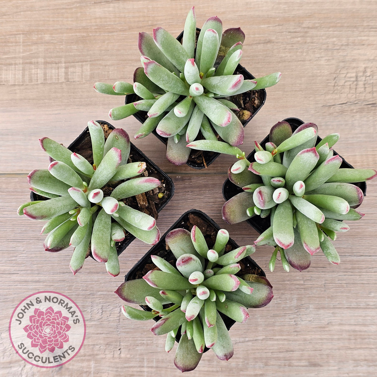 Cotyledon 'Cute Baby'