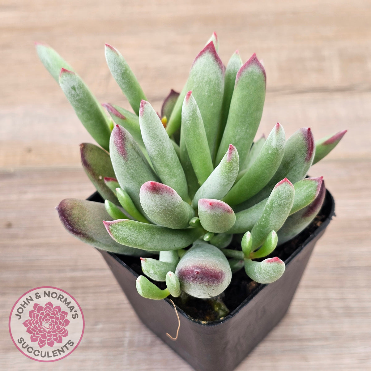 Cotyledon 'Cute Baby'