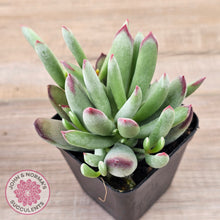 Load image into Gallery viewer, Cotyledon 'Cute Baby'