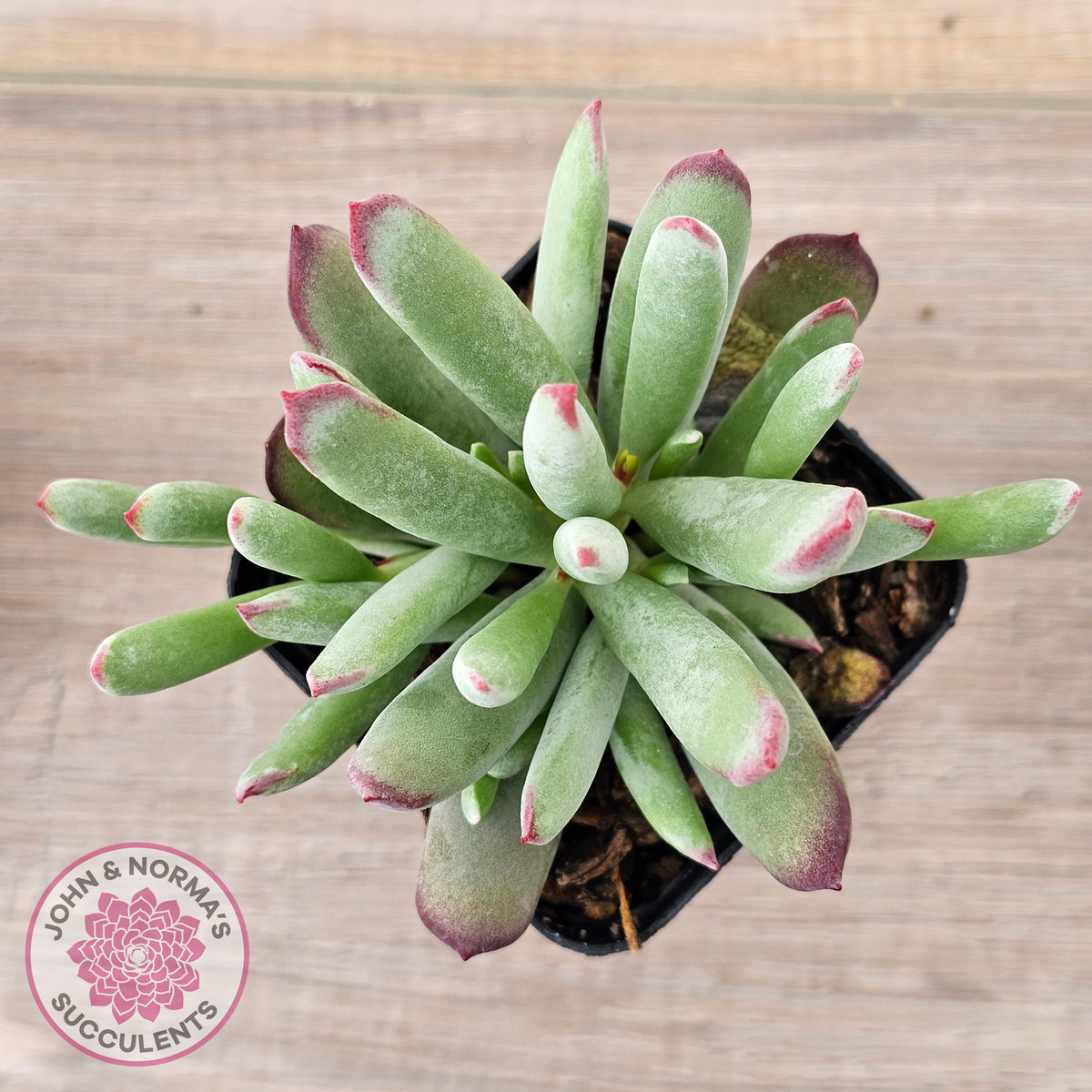Cotyledon 'Cute Baby'