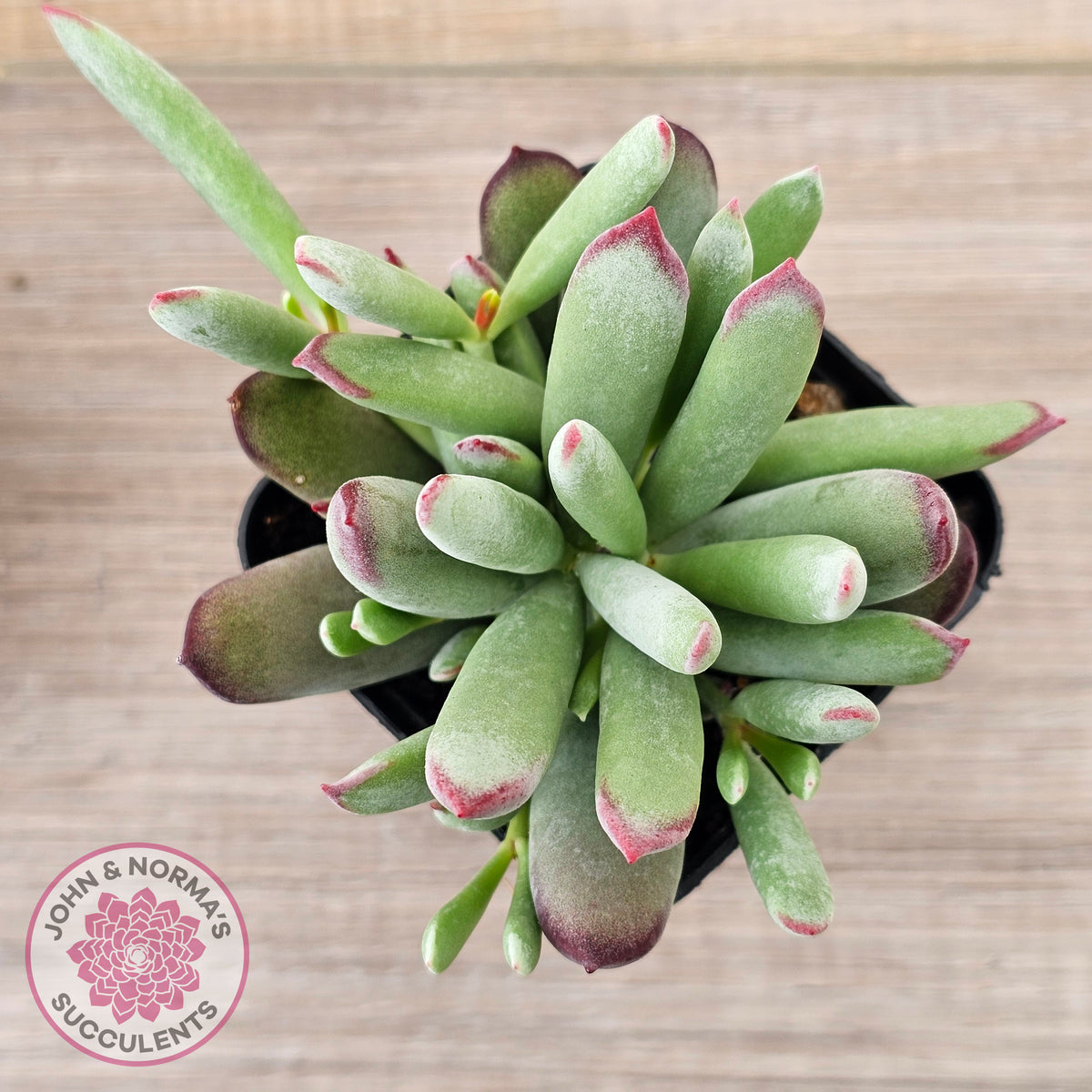 Cotyledon 'Cute Baby'