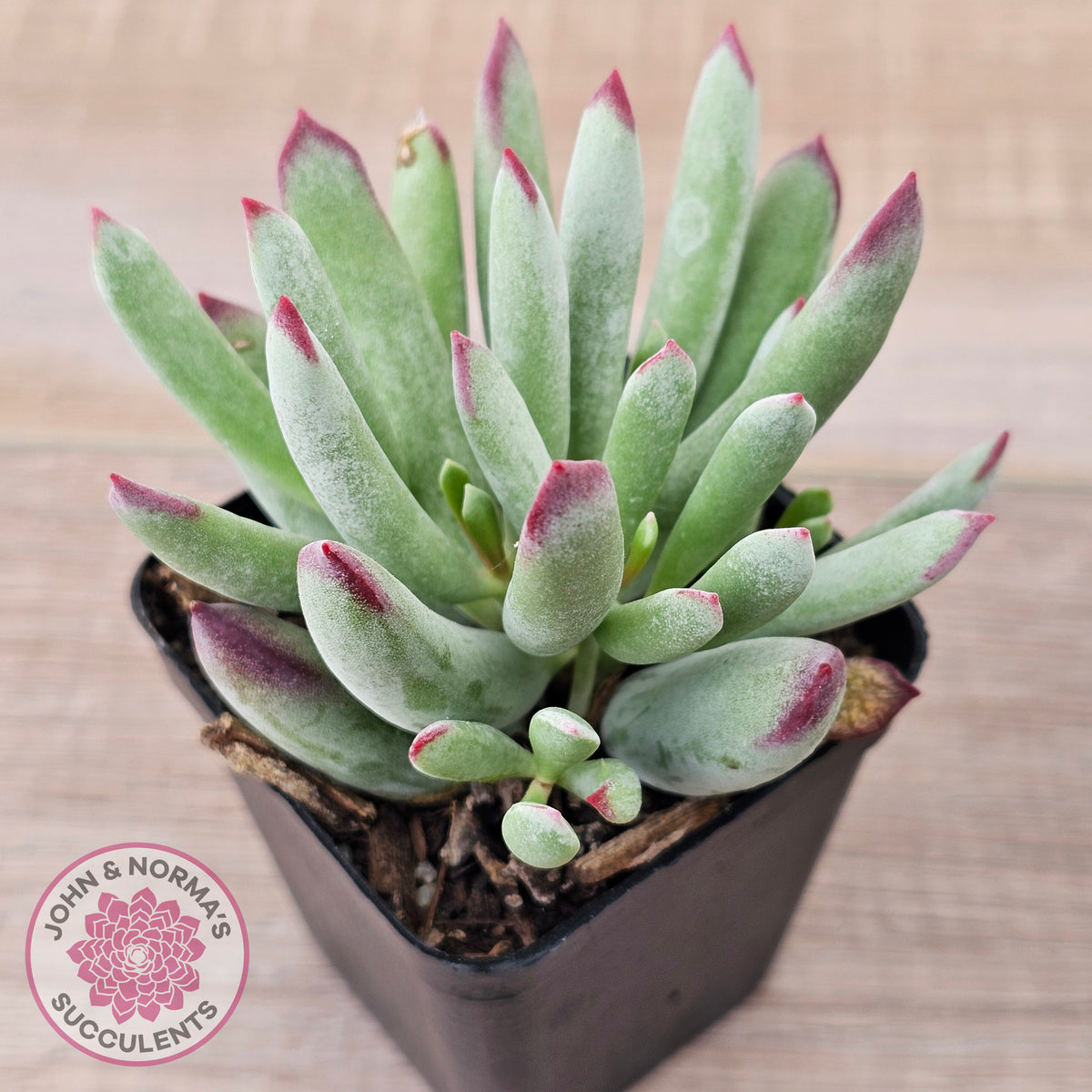 Cotyledon 'Cute Baby'