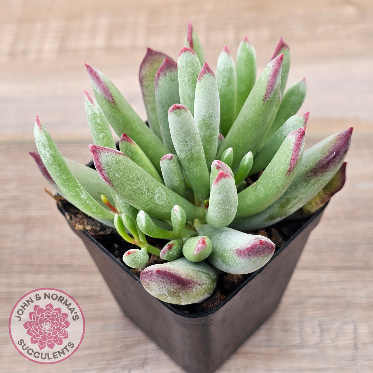 Cotyledon 'Cute Baby'