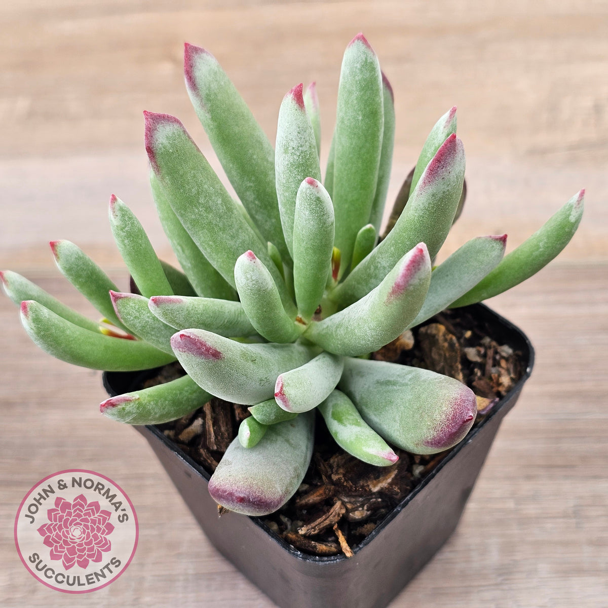 Cotyledon 'Cute Baby'