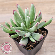 Load image into Gallery viewer, Cotyledon 'Cute Baby'