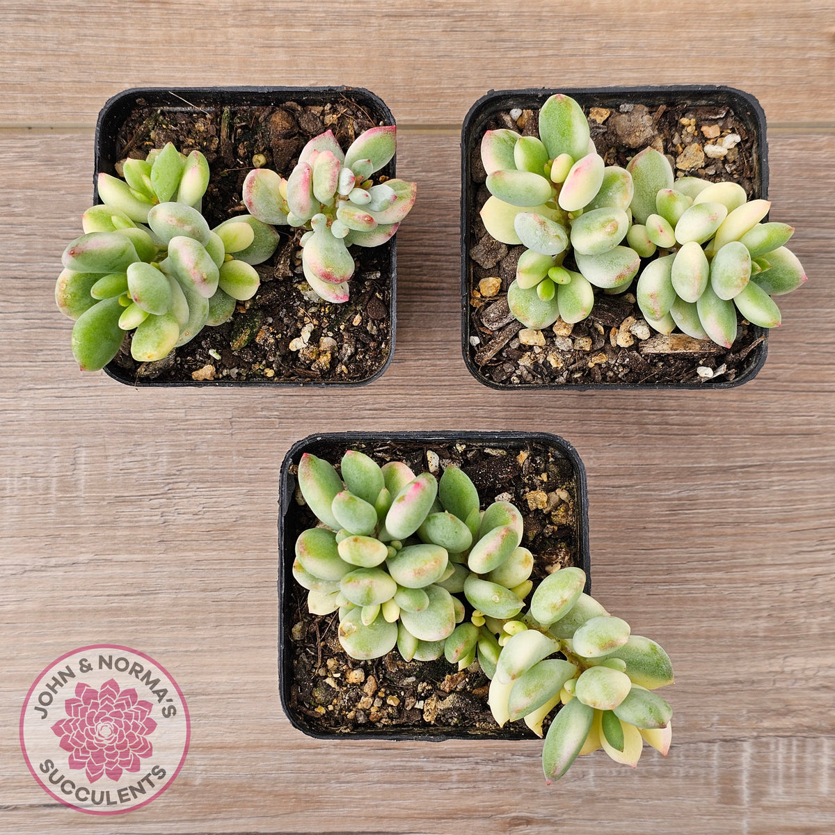 Cotyledon 'Pendens' variegata