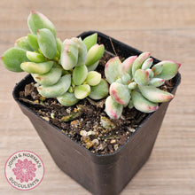 Load image into Gallery viewer, Cotyledon 'Pendens' variegata