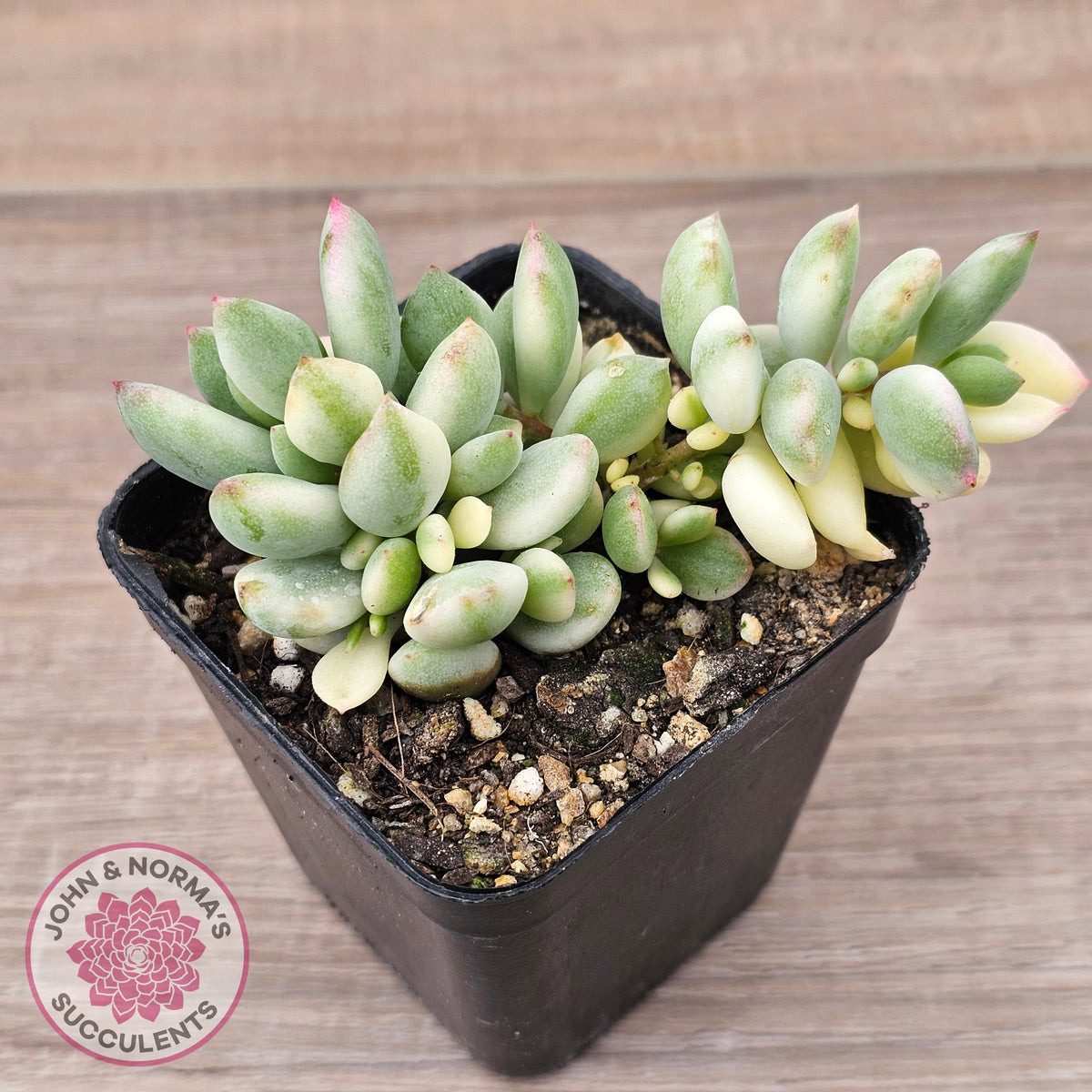 Cotyledon 'Pendens' variegata
