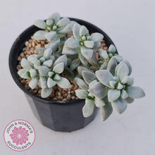 Load image into Gallery viewer, Crassula deltoidea clump, with shimering silver/white leaves - Display plant