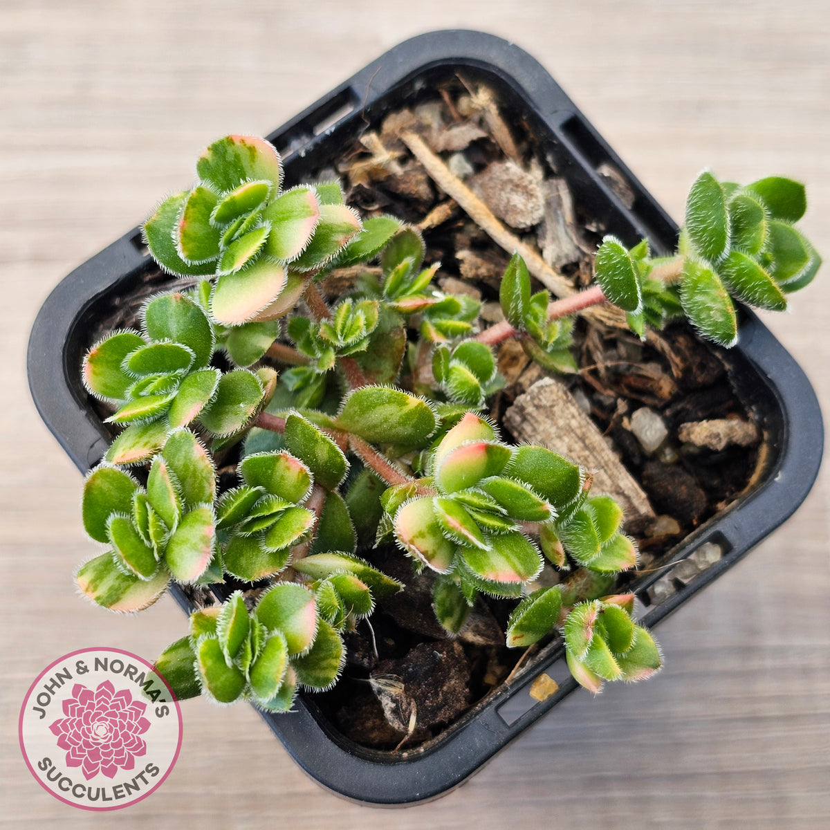 Crassula lanuginosa var. pachystemon 'David' Variegated