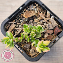 Load image into Gallery viewer, Crassula lanuginosa var. pachystemon 'David' Variegated