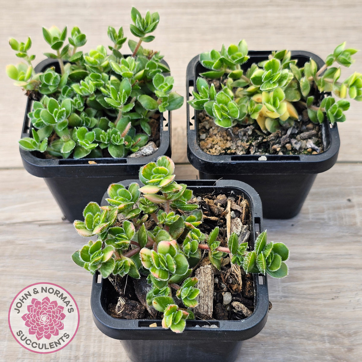 Crassula lanuginosa var. pachystemon 'David' Variegated