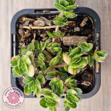 Load image into Gallery viewer, Crassula lanuginosa var. pachystemon 'David' Variegated