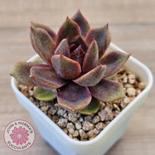 Load image into Gallery viewer, Echeveria 'Black Mamba'