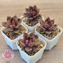 Load image into Gallery viewer, Echeveria 'Black Mamba'
