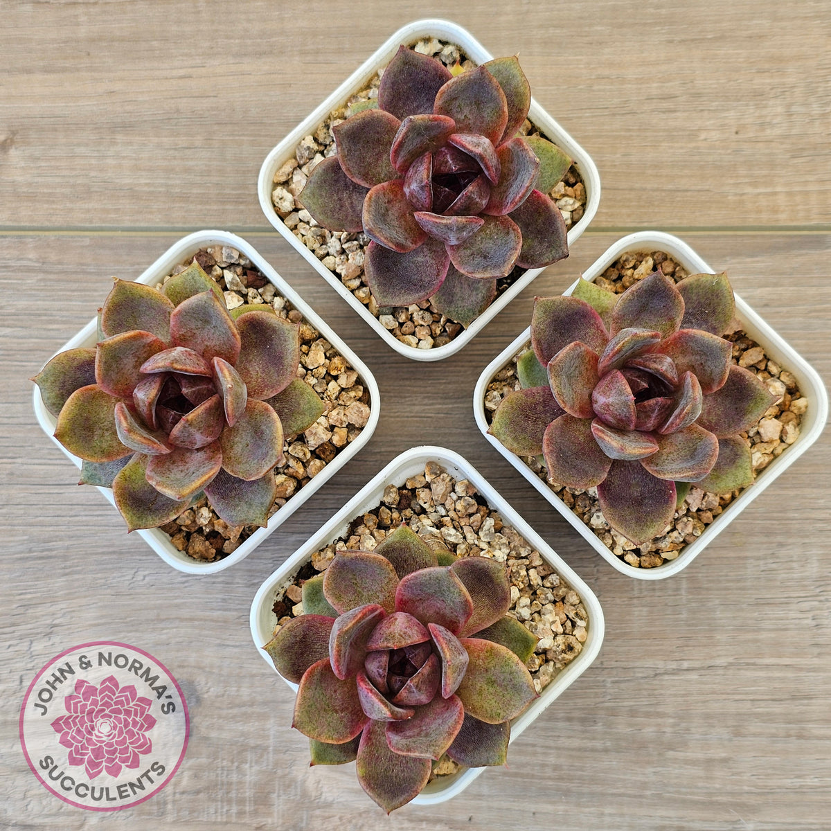 Echeveria 'Black Mamba'