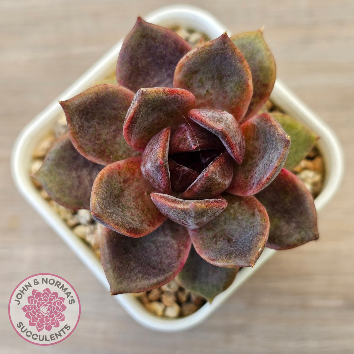 Echeveria 'Black Mamba'